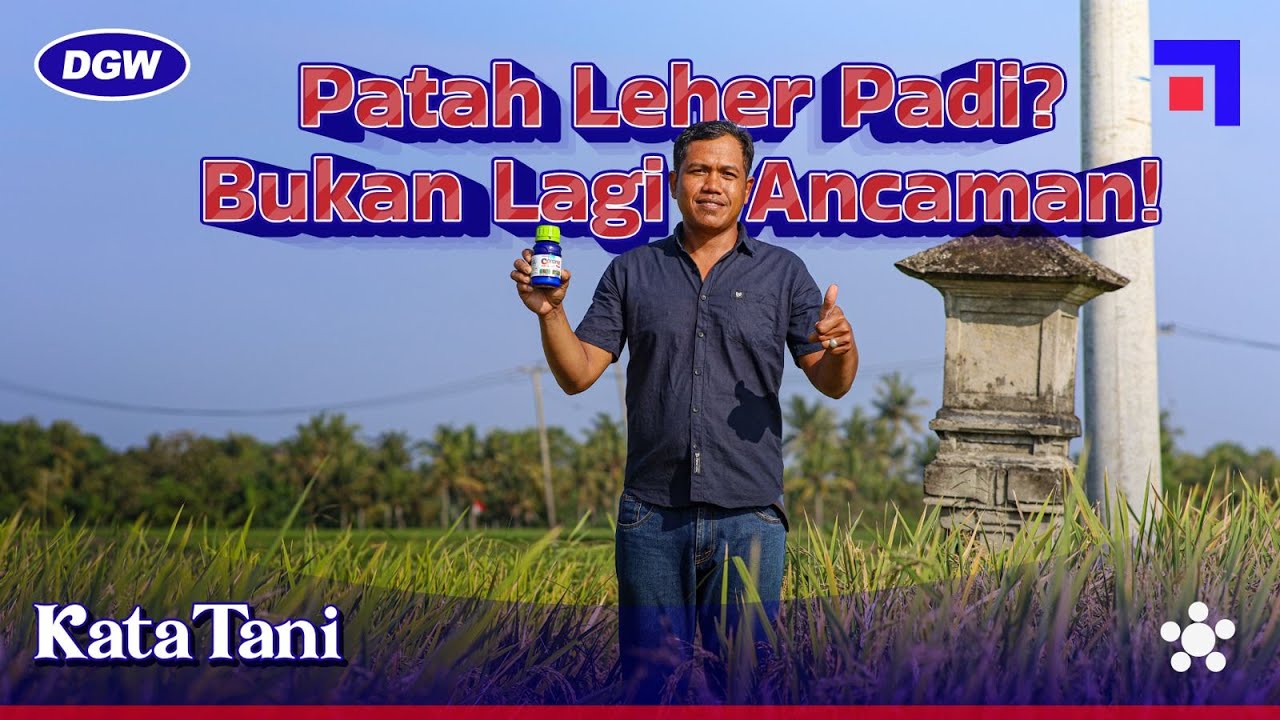 TERUNGKAP! CARA PETANI PANEN GABAH BERNAS