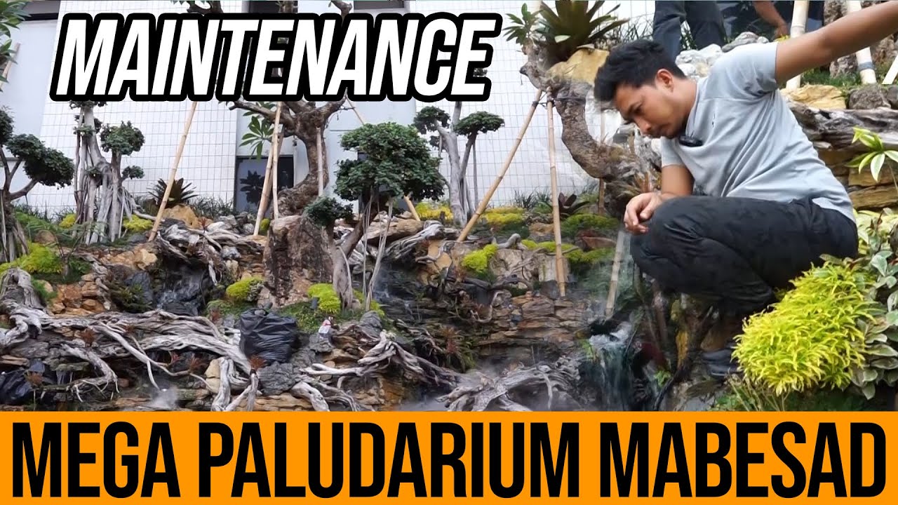 MEGA PALUDARIUM MABESAD - Part 7 Proses Maintenance Paludarium MABESAD