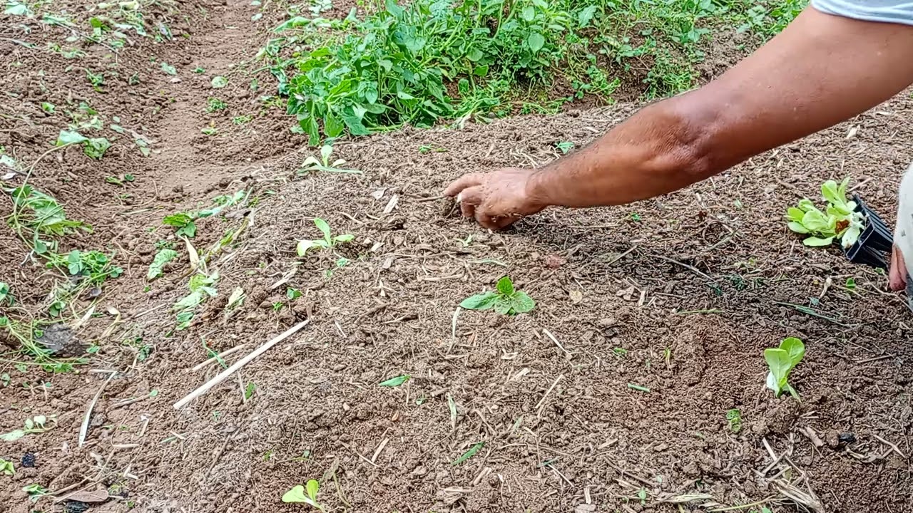 Melhor jeito de plantar alface 🥬