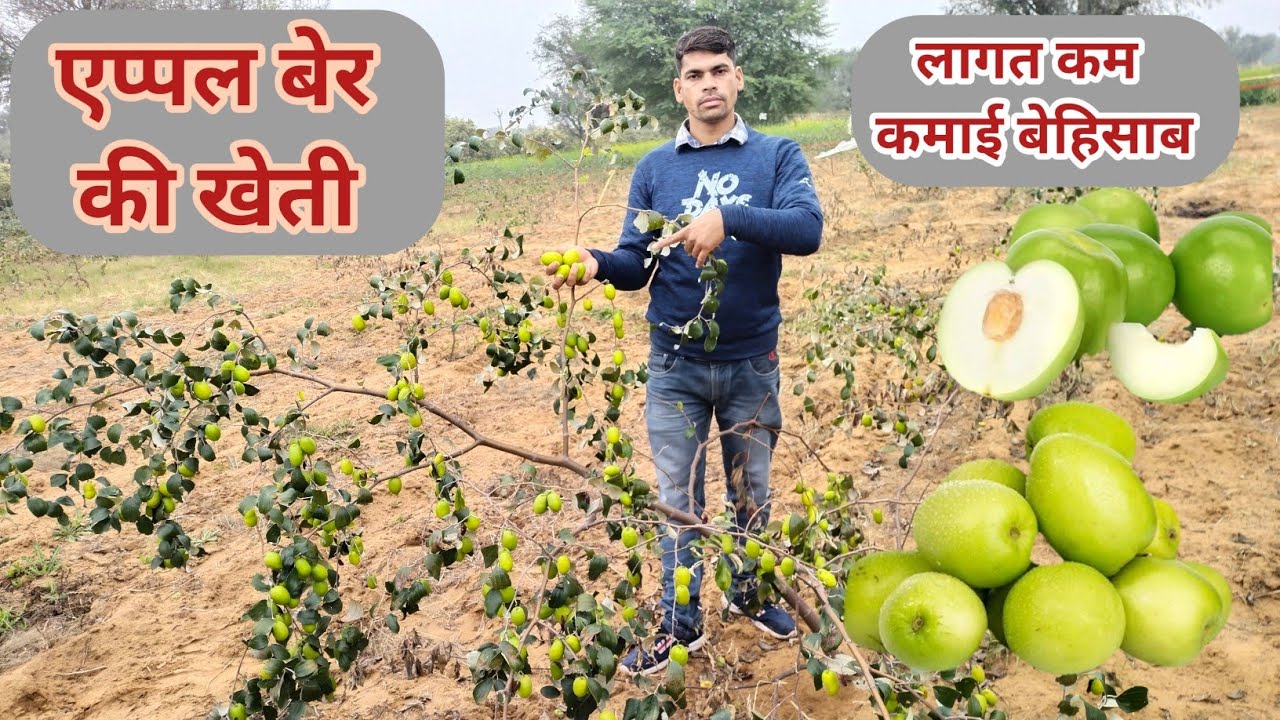 एप्पल बेर की खेती की सम्पूर्ण जानकारी।।Apple Ber Ki Kheti।।Apple ber farming।। Thai apple ber