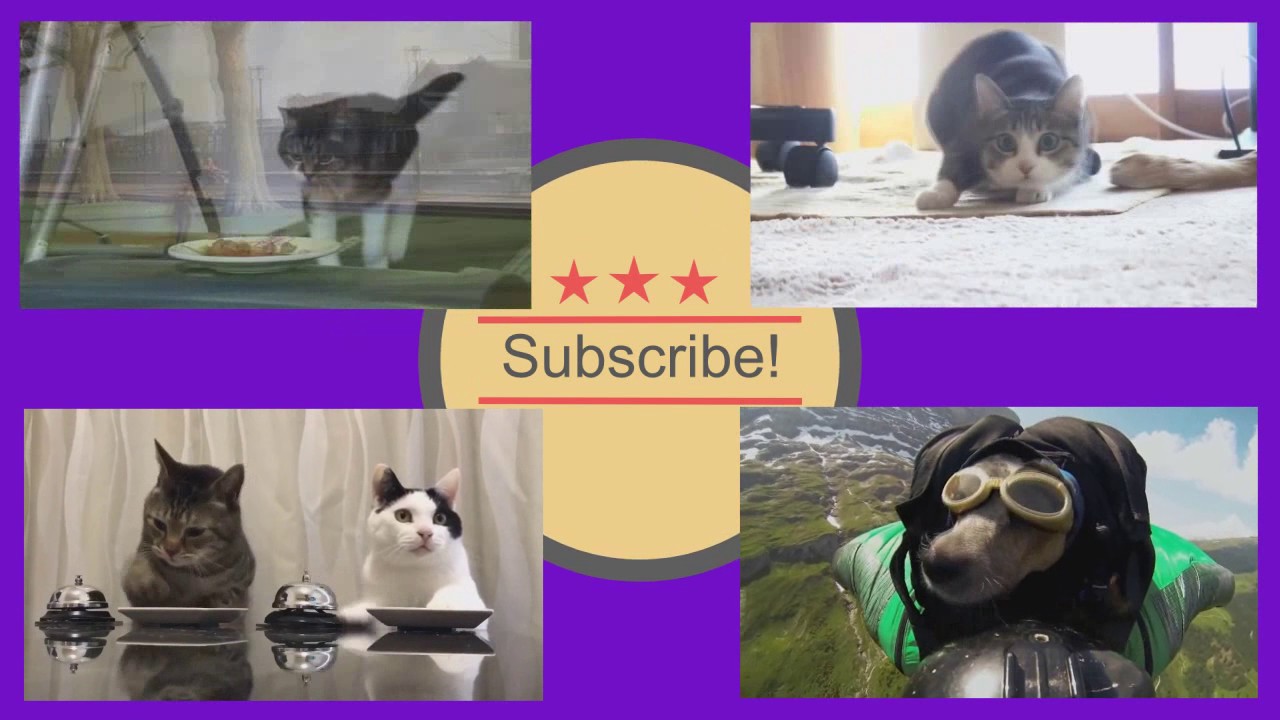 Kids and Pets Fails funny video compilations