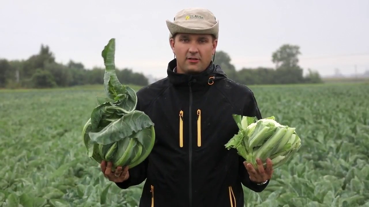 TOP 5 kalafiorów dla przemysłu od HM.CLAUSE