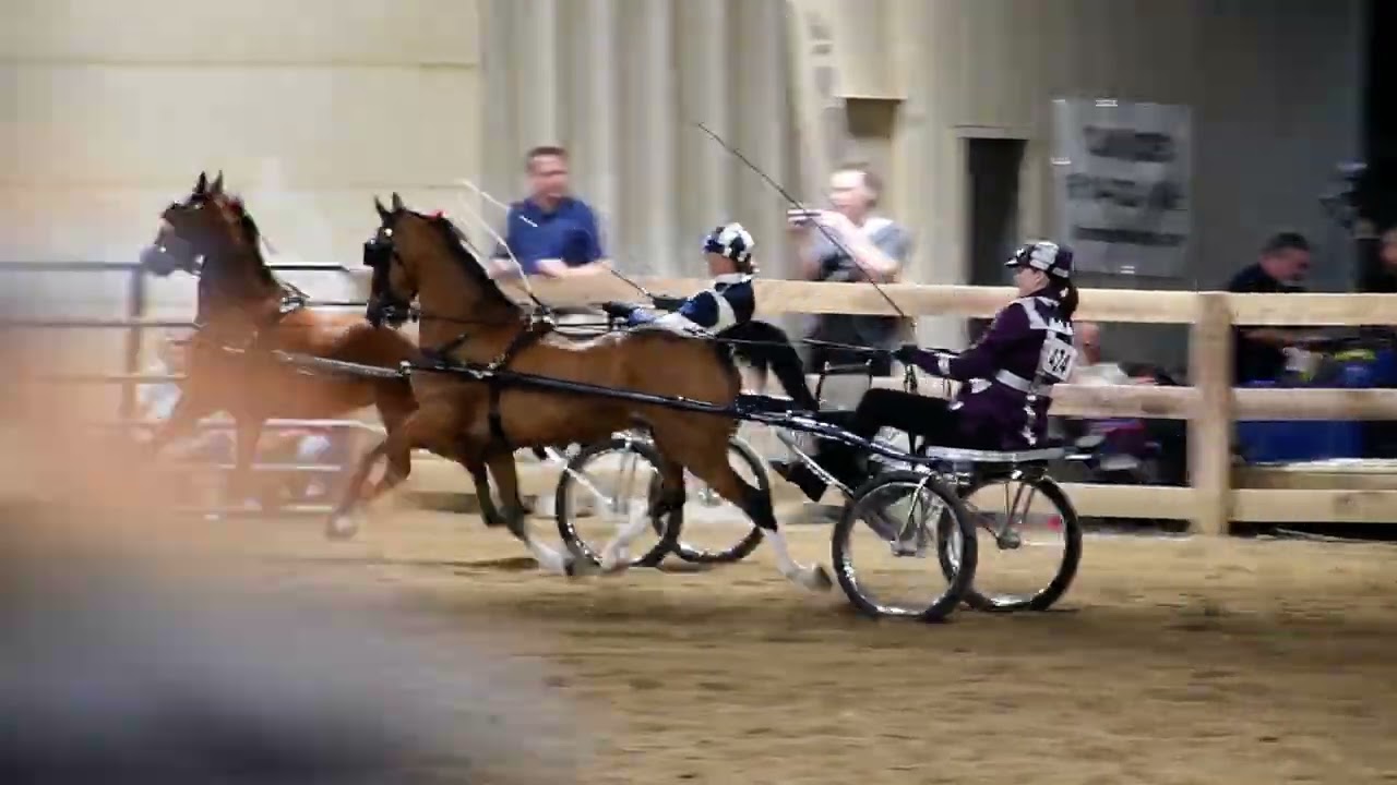 Linda in Class 21 - Hackney Roadster Pony to Bike at Dayton Horse Show in Springfield OH