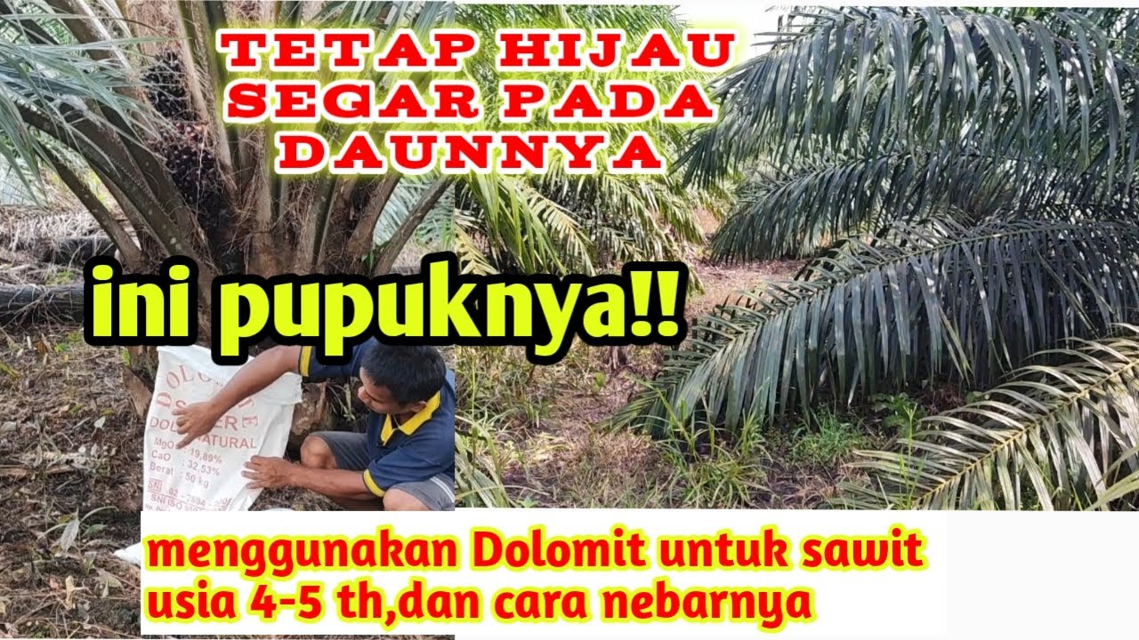 cara menggunakan pupuk dolomit untuk sawit usia 4-5 thn||cara menebar dolomit