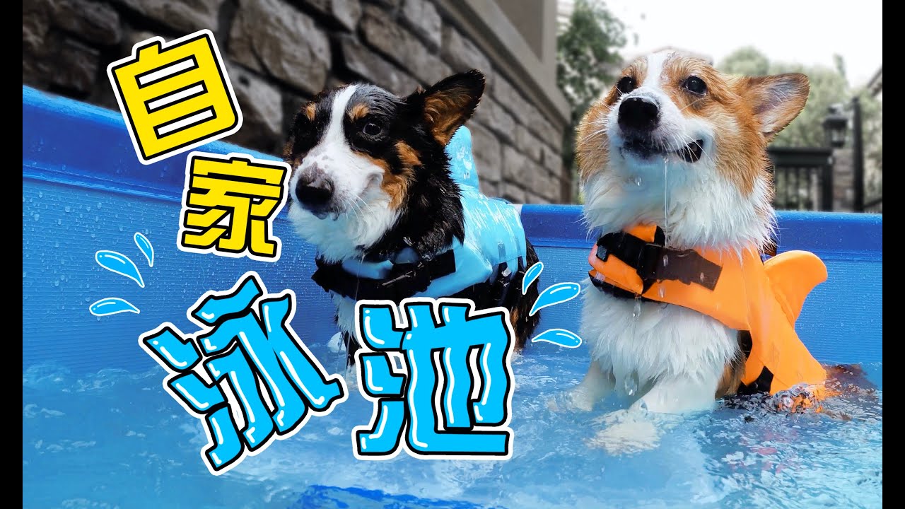 自家院子装上泳池，柯基奋力咬水太蠢萌了〡小短腿Duby