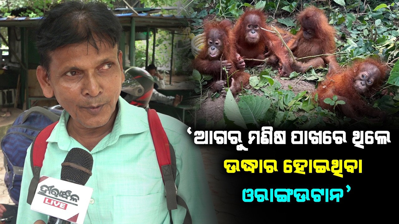 'ଆଗରୁ ମଣିଷ ପାଖରେ ଥିଲେ ଉଦ୍ଧାର ହୋଇଥିବା ଓରାଙ୍ଗଉଟାନ'