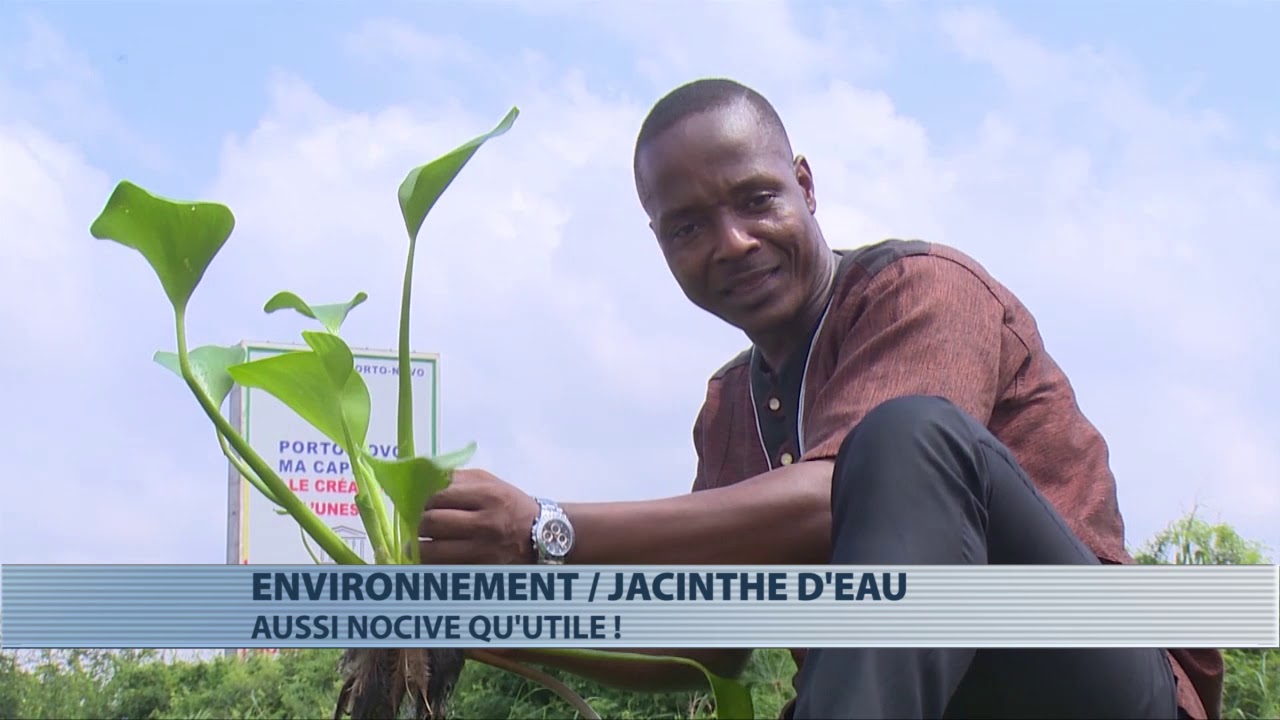 Environnement : Jacinthe d'eau, aussi novice qu'utile