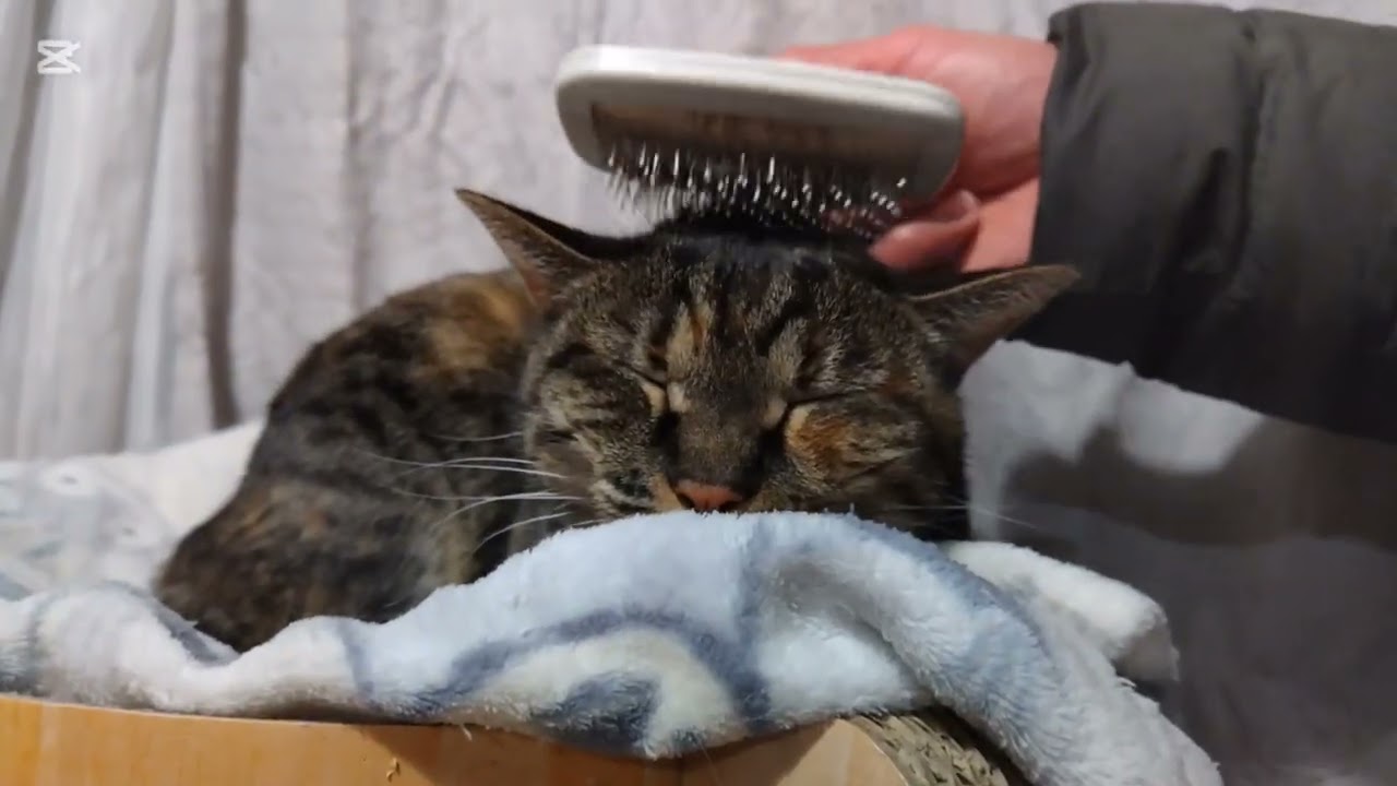 子猫成長日記990　これは保護猫のドキュメンタリー動画です(笑)　皆さん‥僕が寝坊したからって遊ぶのをボイコットするのはやめてください(笑)