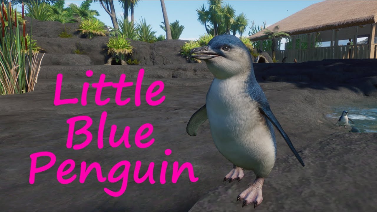 Little Blue Penguin - King Island Zoo