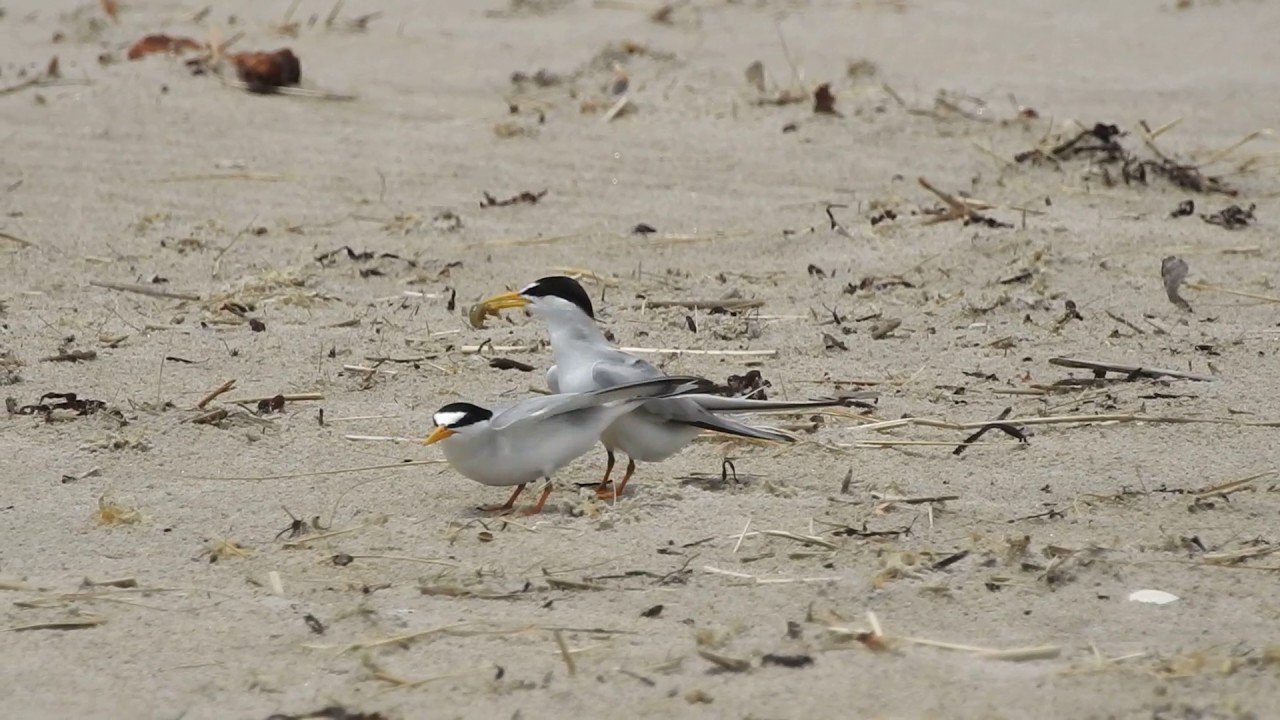 Least Terns Courtship disturbed by other tern flying over.  7/1/17