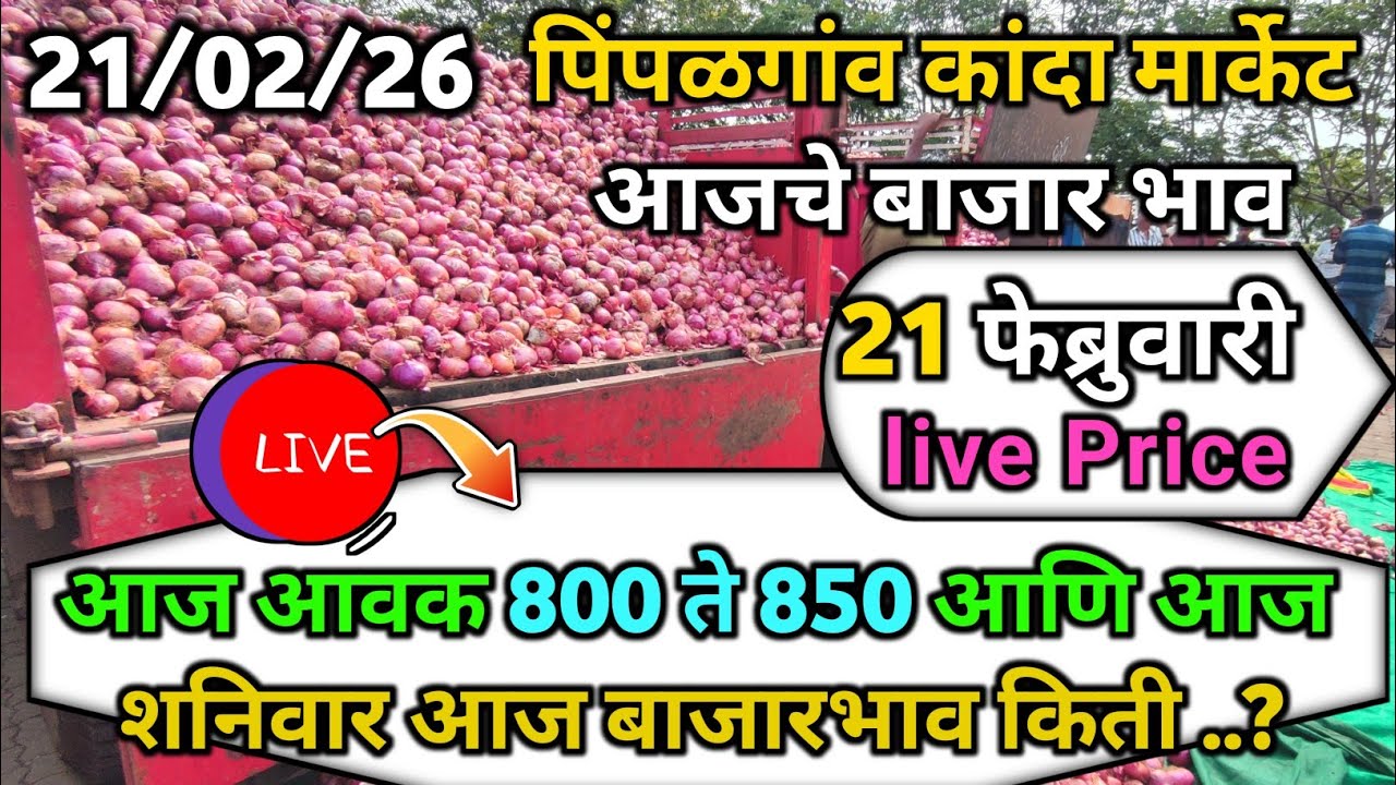 Pimpalgaon Onion Market Price Today:Latest Rates And Insights 21 February 2025