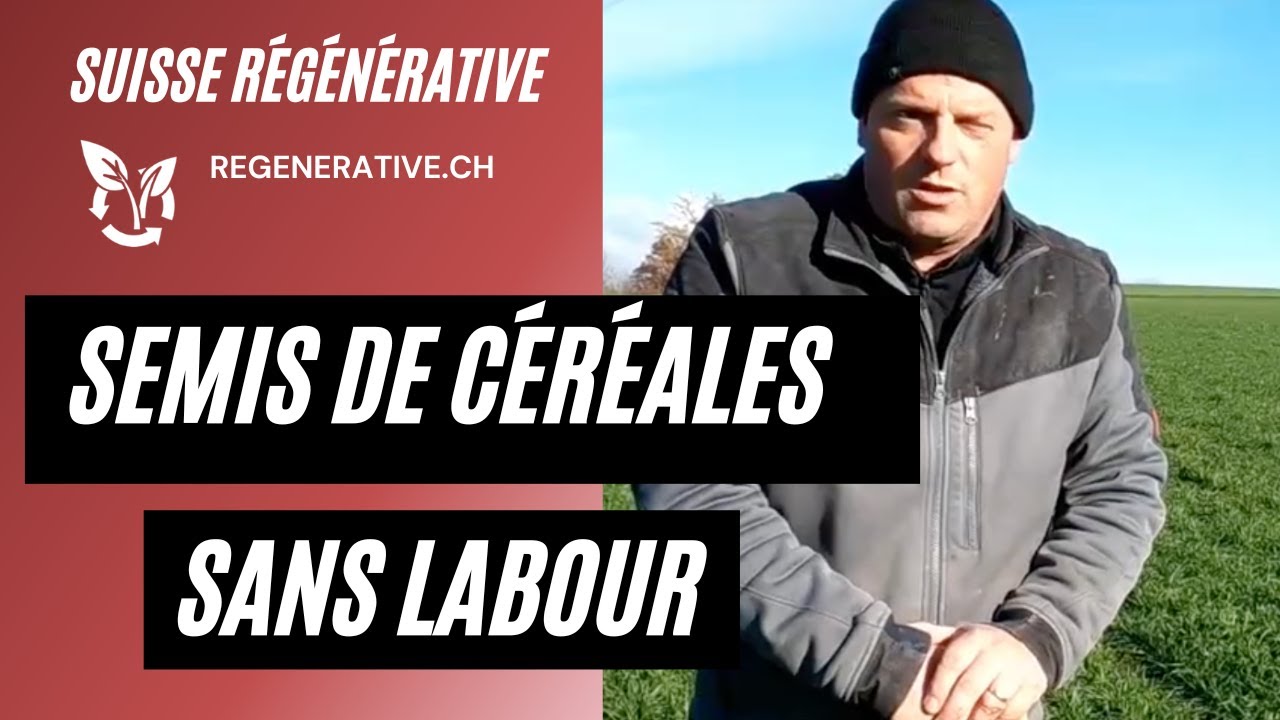 Semis de céréales après luzerne sans labour