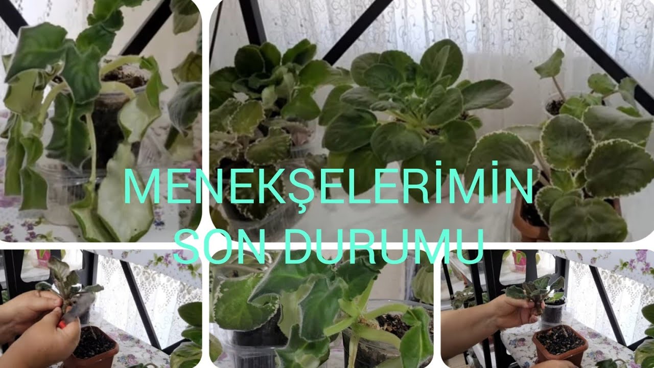 KÖK ÇÜRÜMESİ VE KAZ BOYNU OLAN MENEKŞELERE BAKIN NASIL BAKIM YAPACAĞIM