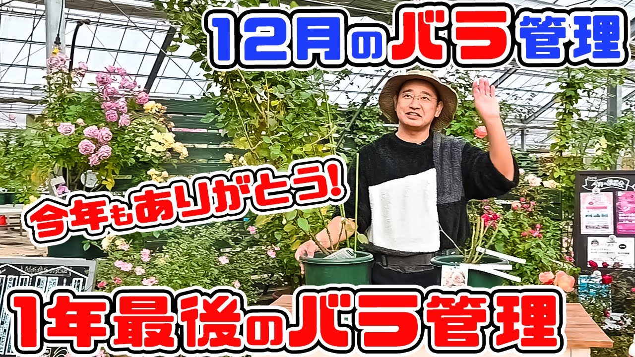 【12月のバラ管理】今年もありがとう🌹1年最後のバラ管理についてお話しします【高木大輔さん】