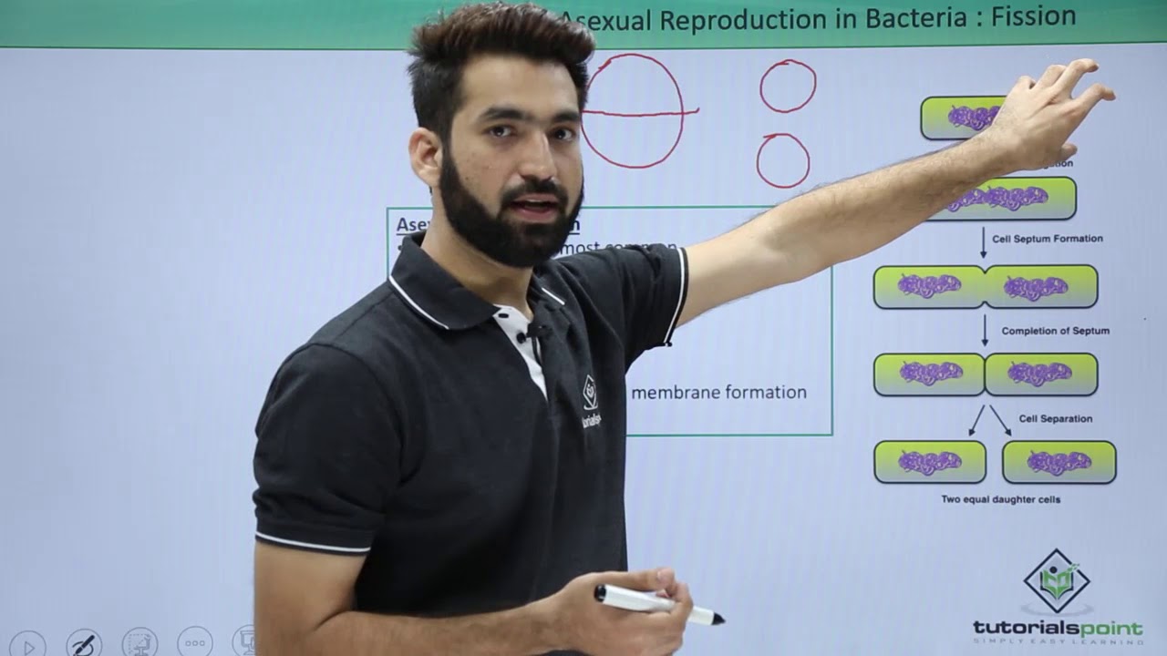 Class 11th – Asexual Reproduction in Bacteria Fission | Biological Classification | Tutorials Point