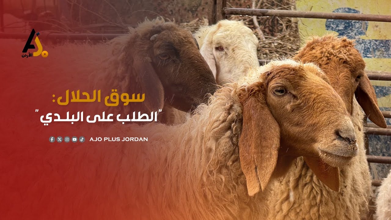 نعجة بـ 600 والشامي بـ 1000دينار .. أكبر سوق للحلال في الأردن
