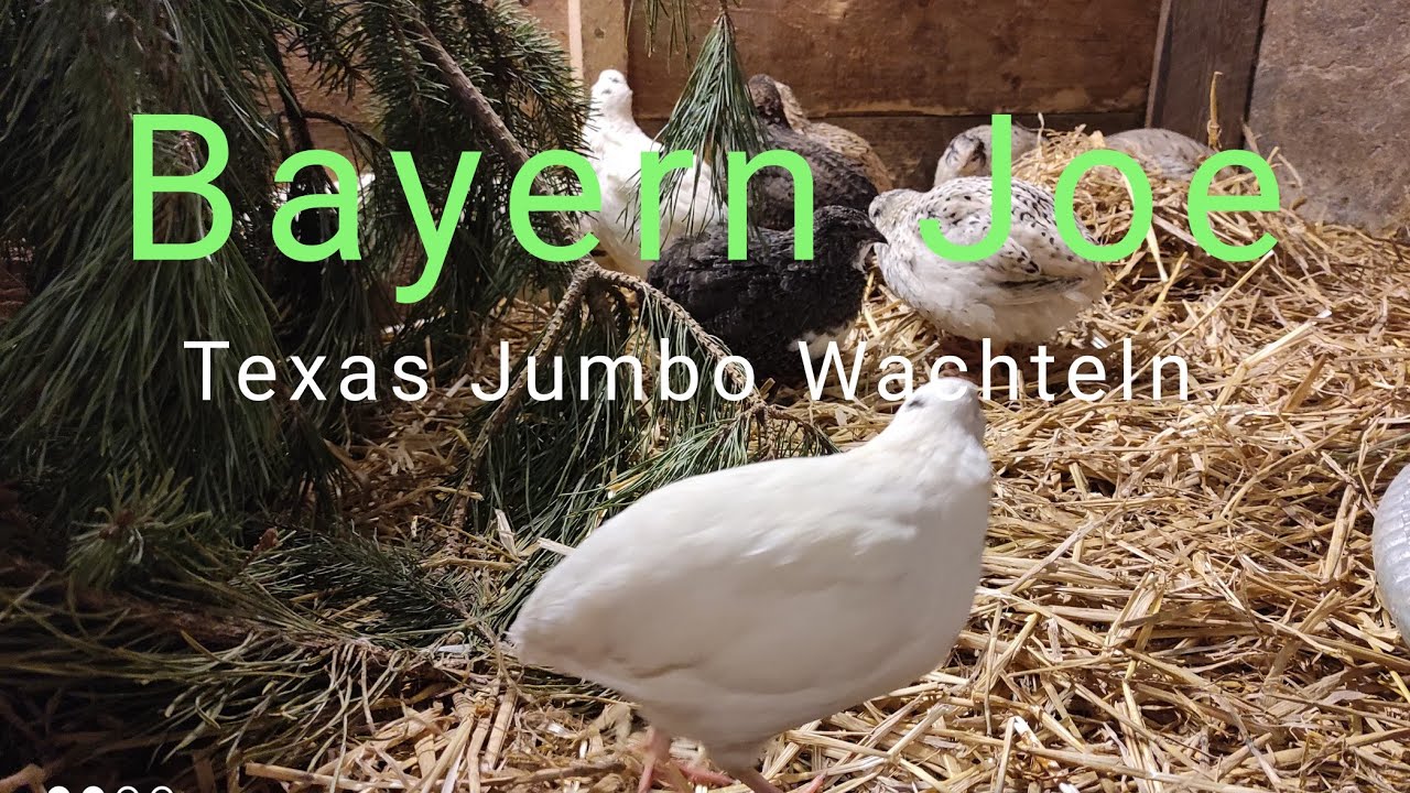 Resümee Texas Jumbo Wachteln