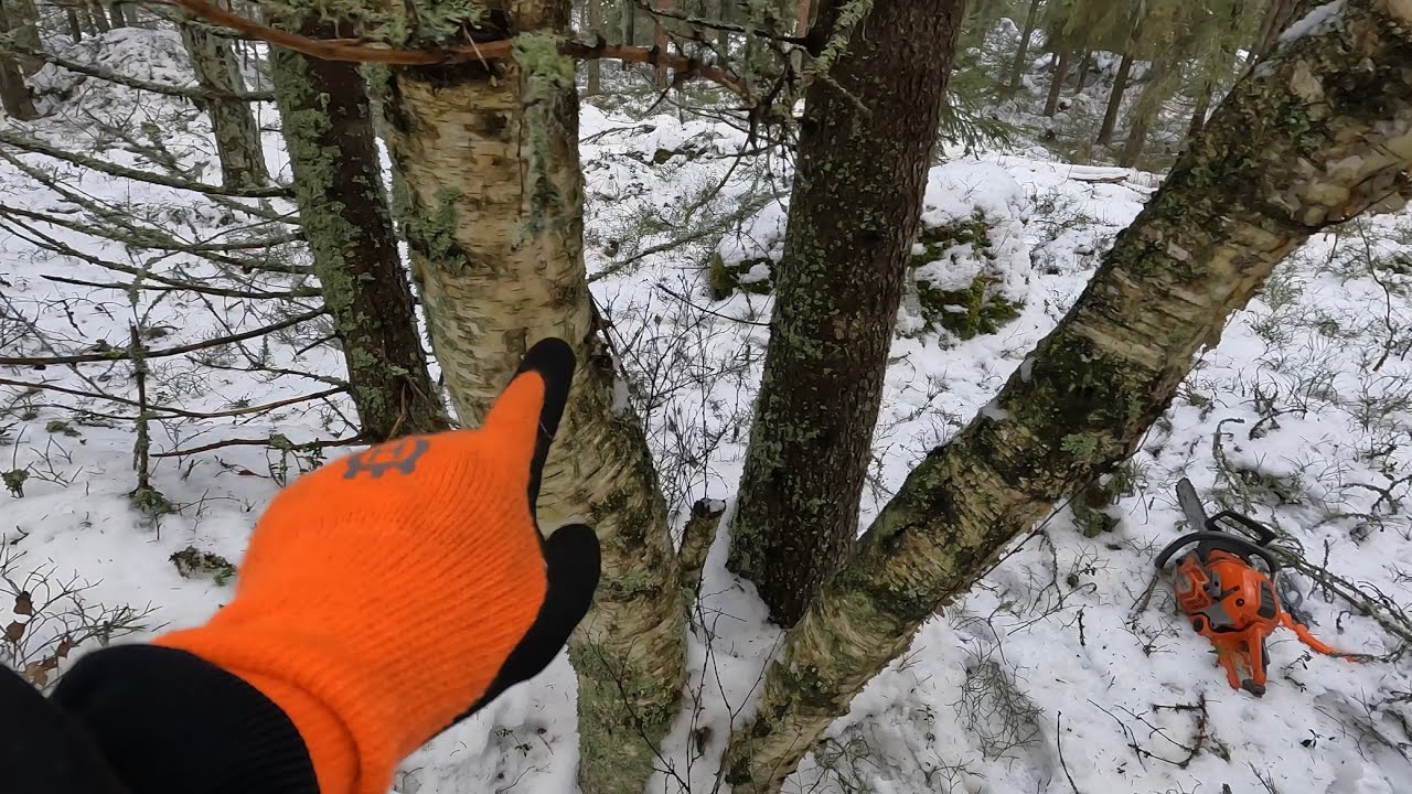 Felling birch trees
