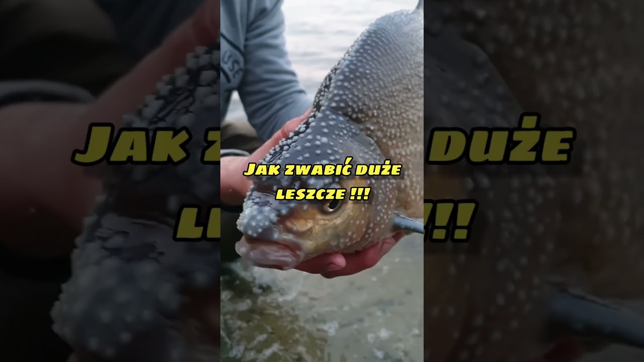 Duże leszcze, na co biorą? Jak łowić? Jaki zapach? #leszcz #wędkarstwo #ciekawostki ciekawostk