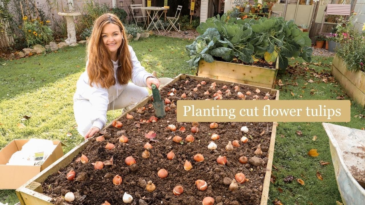 Planting cut flower Tulips for Spring & Greenhouse cleaning