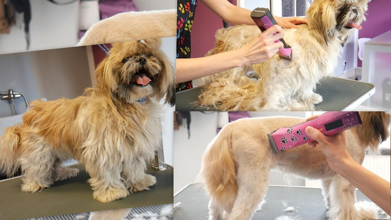 Grooming Guide - Grooming Matted Shih Tzu #67