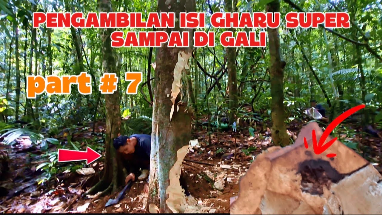 PART 7 # GAHARU ISINYA SUPER TAPI TAK BISA DI KERJAKAN ..#camping #gaharusuper 