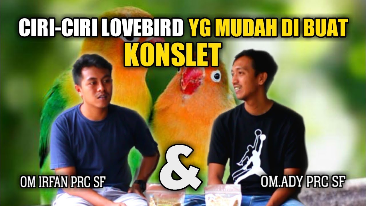 CETAK KONSLET - Ciri Ciri Lovebird YANG MUDAH DI BUAT KONSLET | PRC sf Banjarnegara