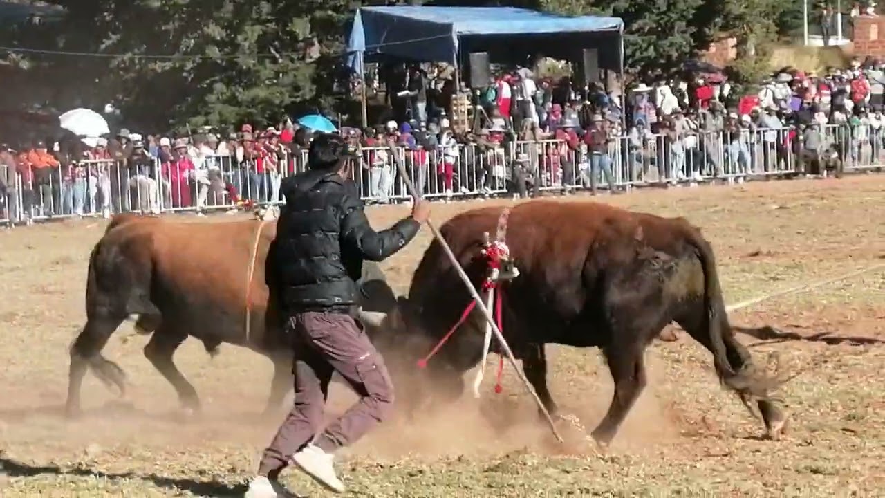 TORO TINKU SACACA 15 DE MAYO 2025, ENCUENTRO DE LOS MEJORES TOROS,. MOMENTOS  ESPECTACULARES.