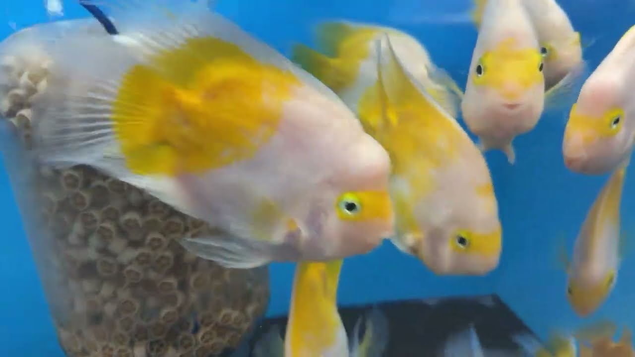 Predatory Fins is live!