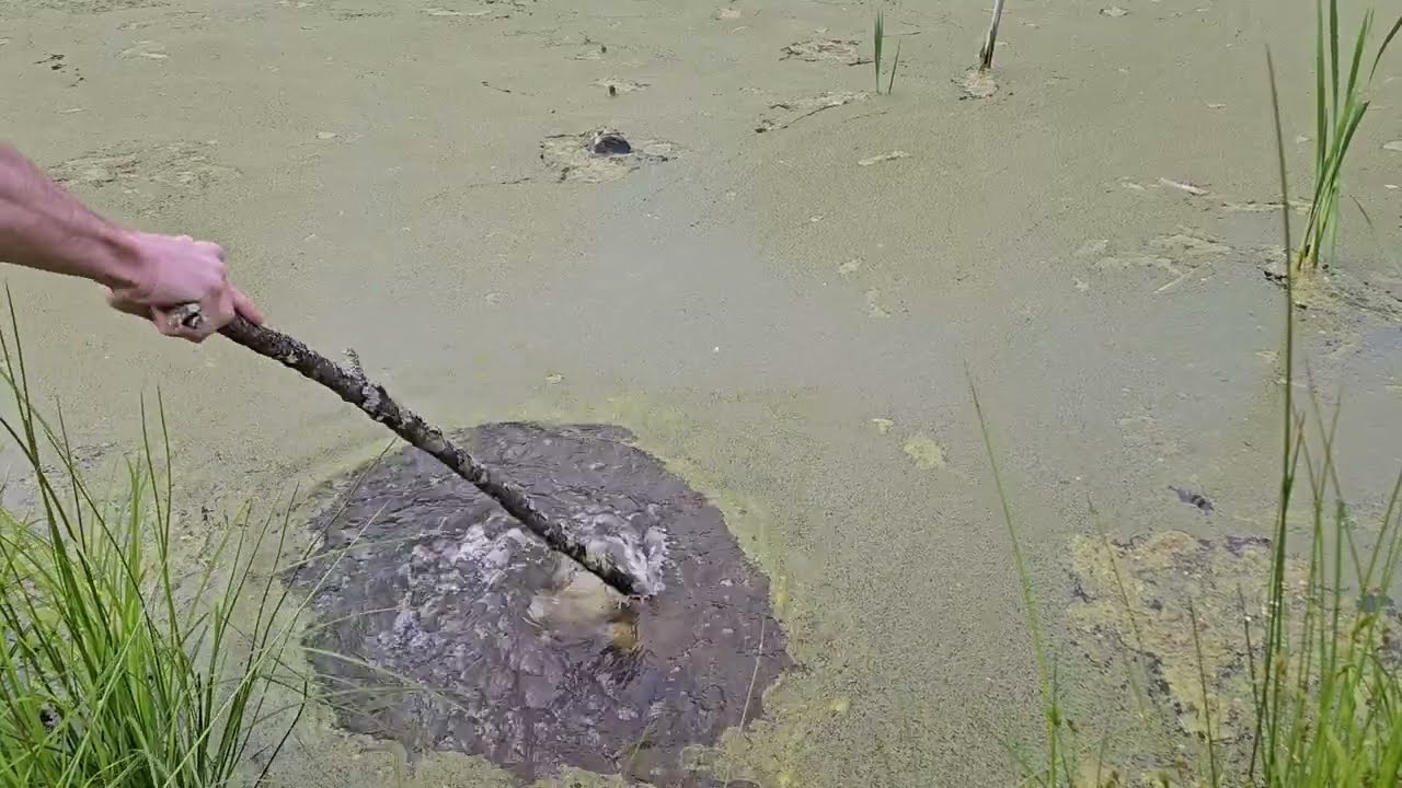 Unclogging pond drain pipe - wet fart