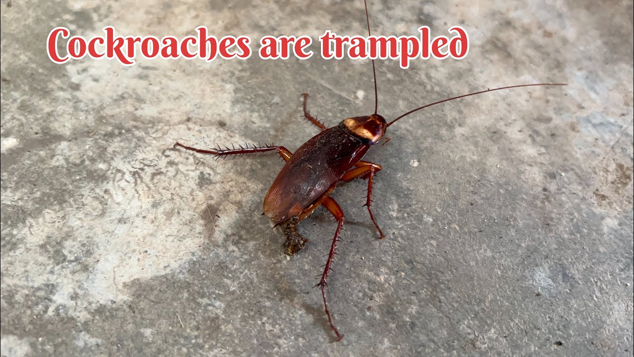Cockroaches are trampled #insects #naturelovers #nature #youtubevideo #youtube #cockroach 