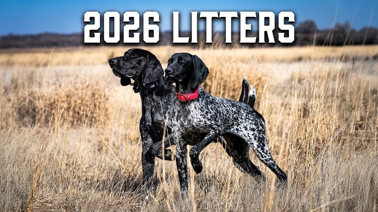 220. Standing Stone 2026 Upcoming Puppy Litters