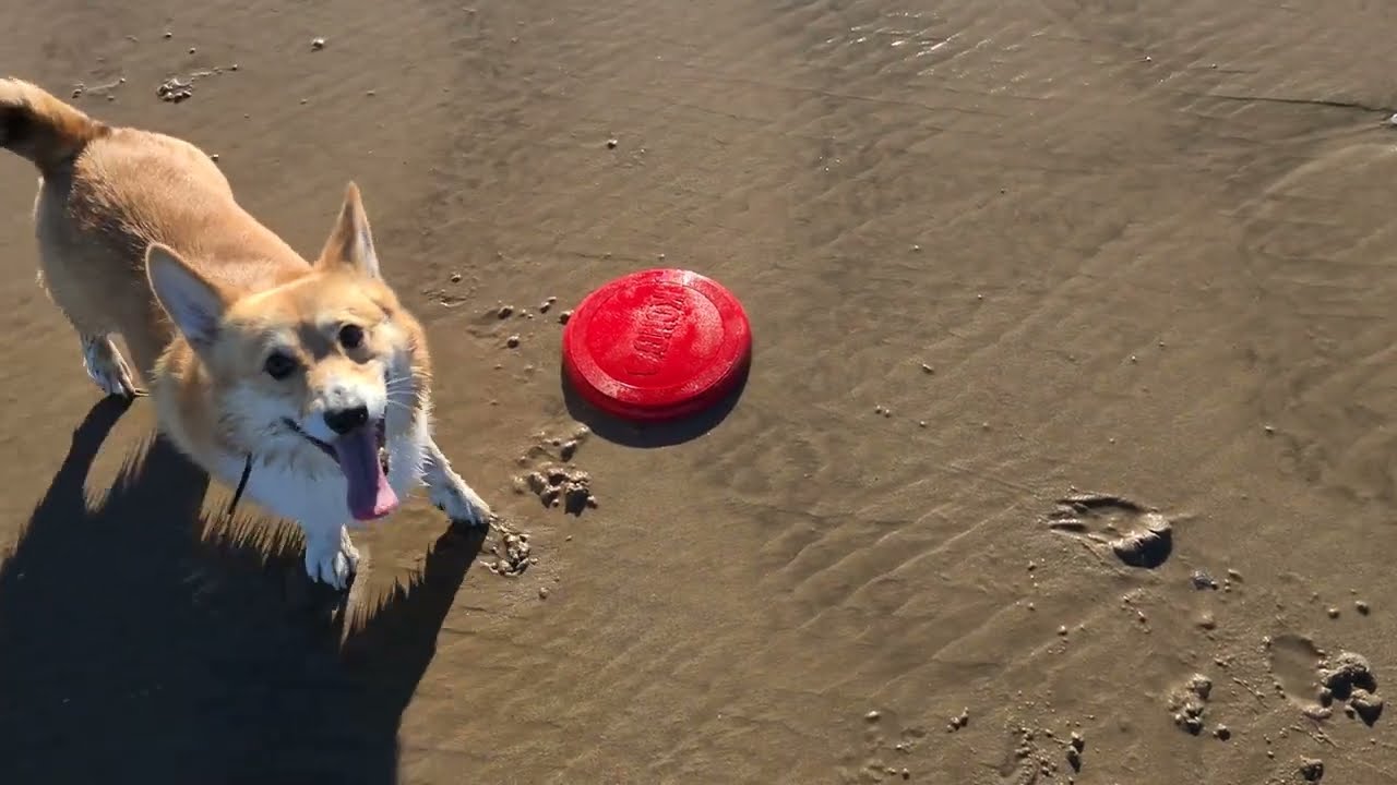 Corgi Kong Flyer Beach Trip - 4K