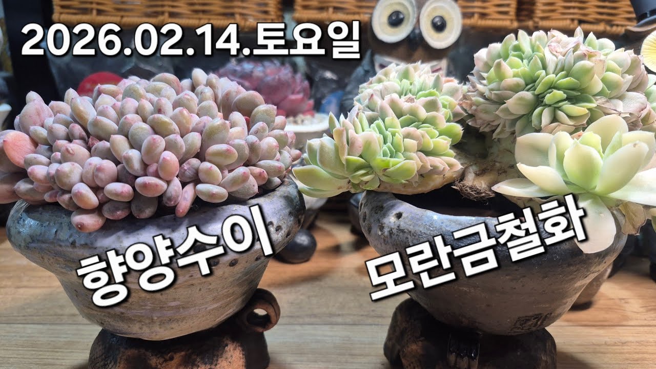 고양 구름다육 라이브 방송