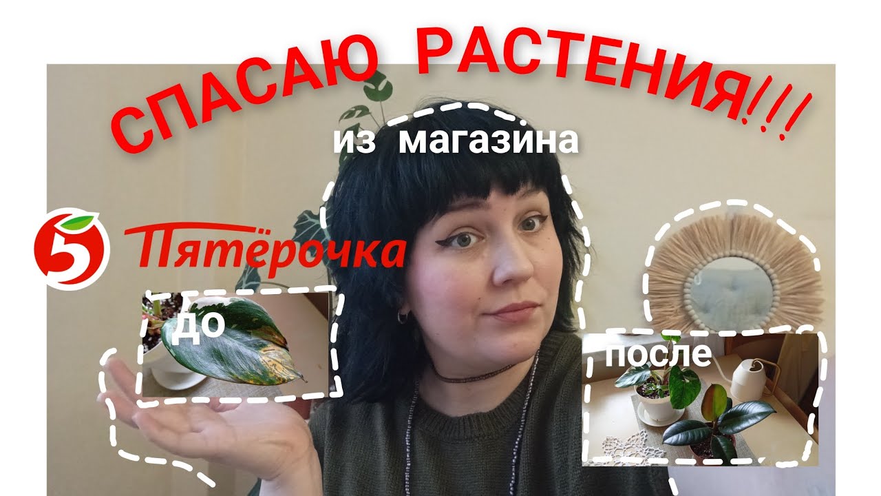 ПЕРЕСАДКА РАСТЕНИЙ ИЗ ПЯТËРКИ🩺🌿