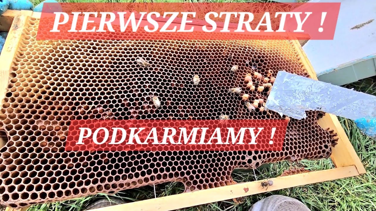 PIERWSZE STRATY NA PASIECE. Podkarmiam pszczoły ciastem. #pszczoły #straty #zima #pszczelarz