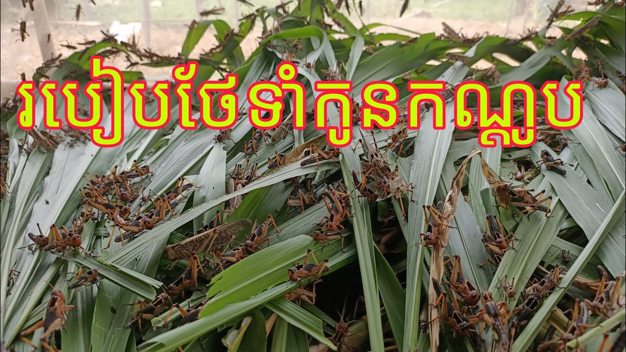របៀបថែទៅកូនកណ្តូបទុកយកពូជ #របៀបចិញ្ចឹមកណ្ដូប