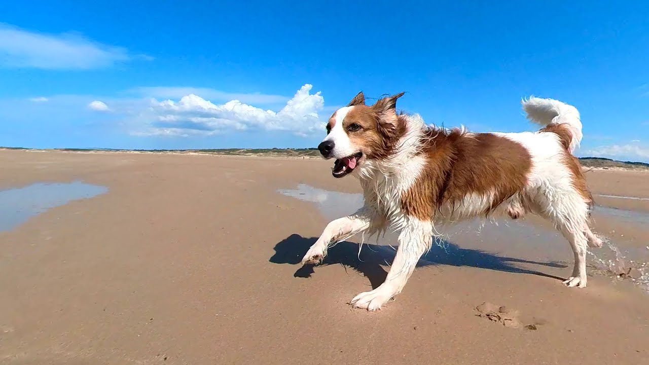 Riley (Kooikerhondje) - Dunes d'Hatainville