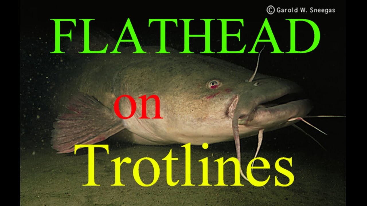 Catching Flathead Catfish with live bait - Trotliners
