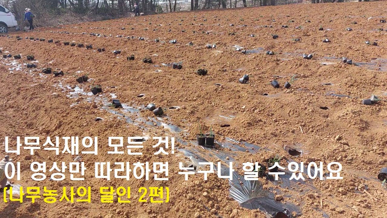 2편//초보도 쉽게 배우는 나무식재방법(feat.나무달인)