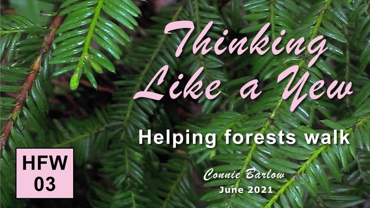 Helping Forests Walk - 03 