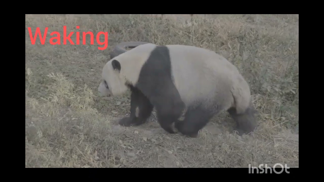 Cute Panda Moments That Will Make You Smile