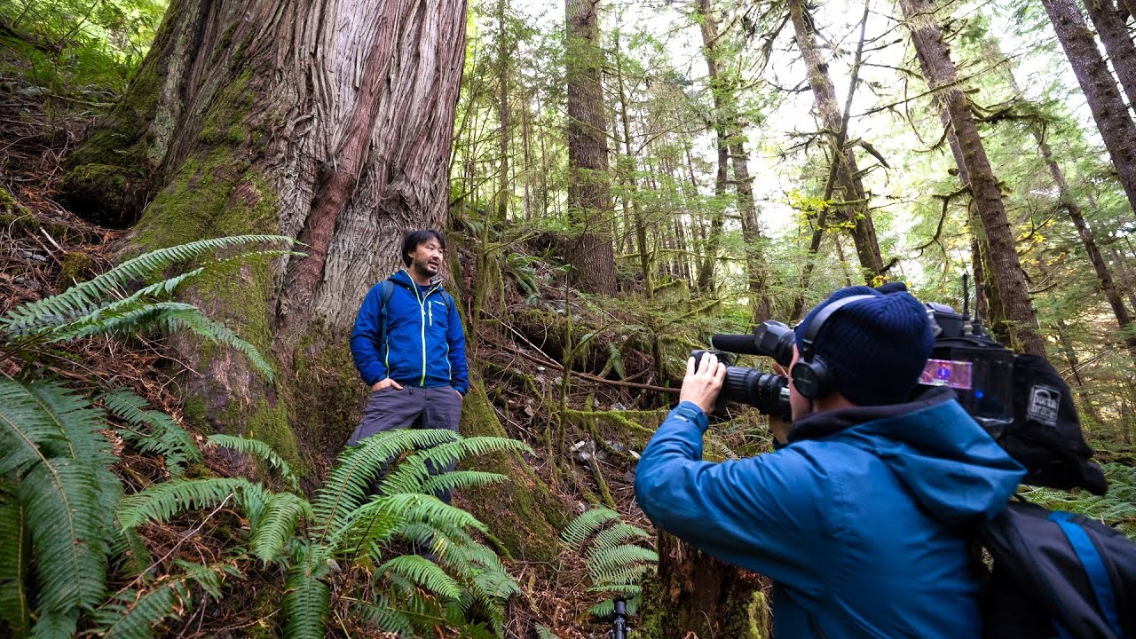 CBC News 2018: Fighting to protect BC’s ancient forests
