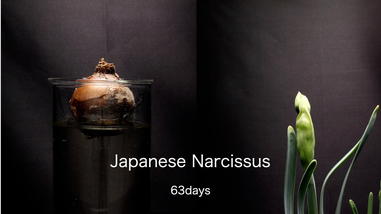 Growing Japanese Narcissus 63Days TimeLapse