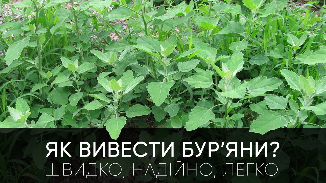 Як вивести бур'яни? Швидко, надійно, легко!