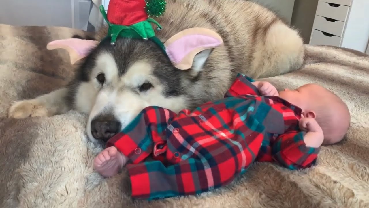 DOGS BONDING WITH BABY | 3 weeks in