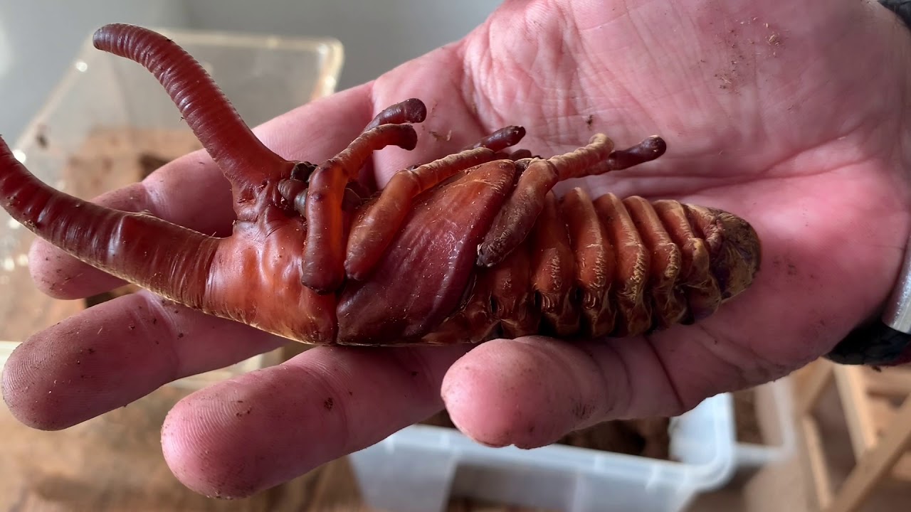 Dynastes hercules hercules - Die ersten männlichen Puppen