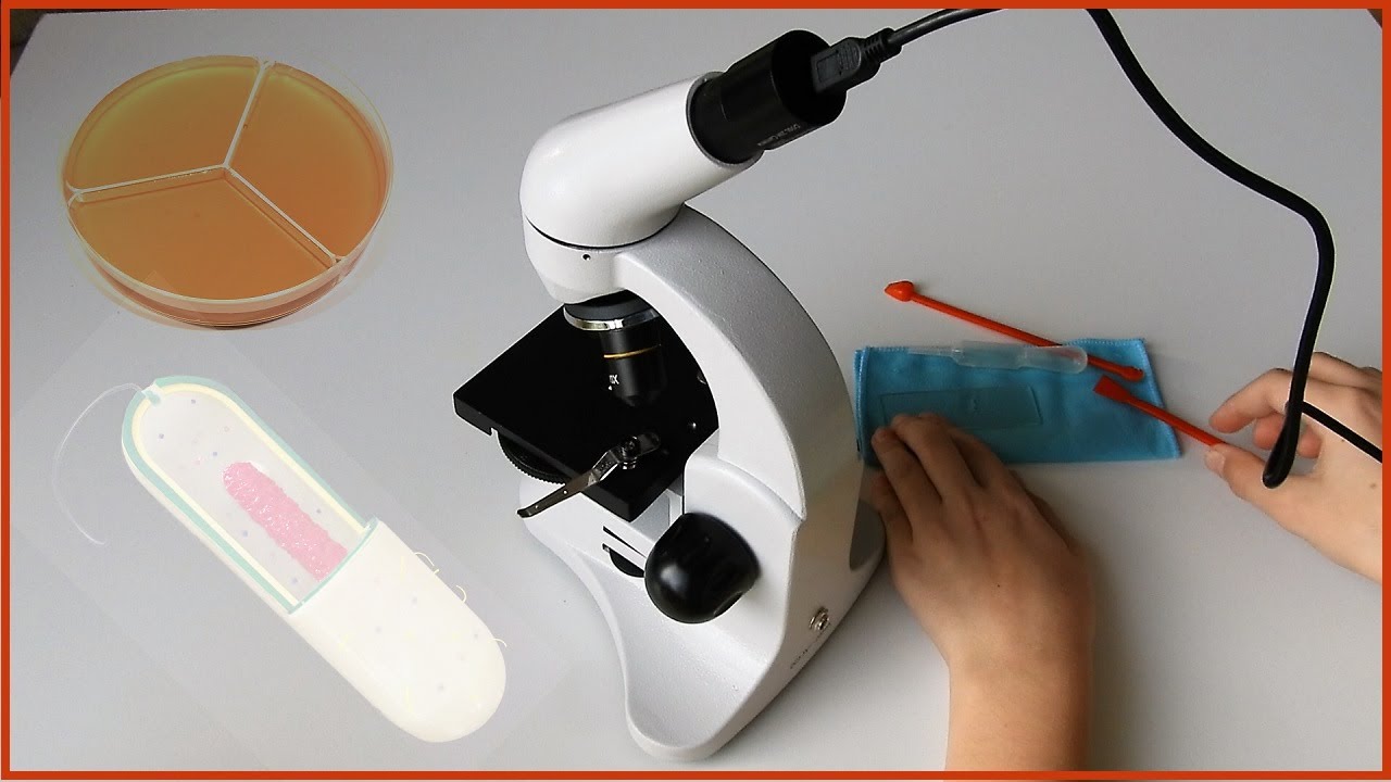 BAKTERIE pod MIKROSKOPEM 🔬 -  Bakterie zubního plaku a špinavých rukou 🧫 / Model buňky