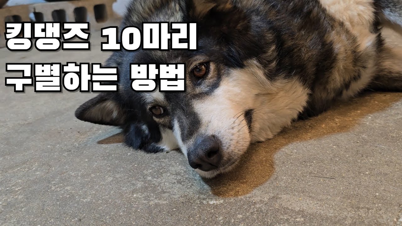 킹댕즈 10마리 구별하는 방법