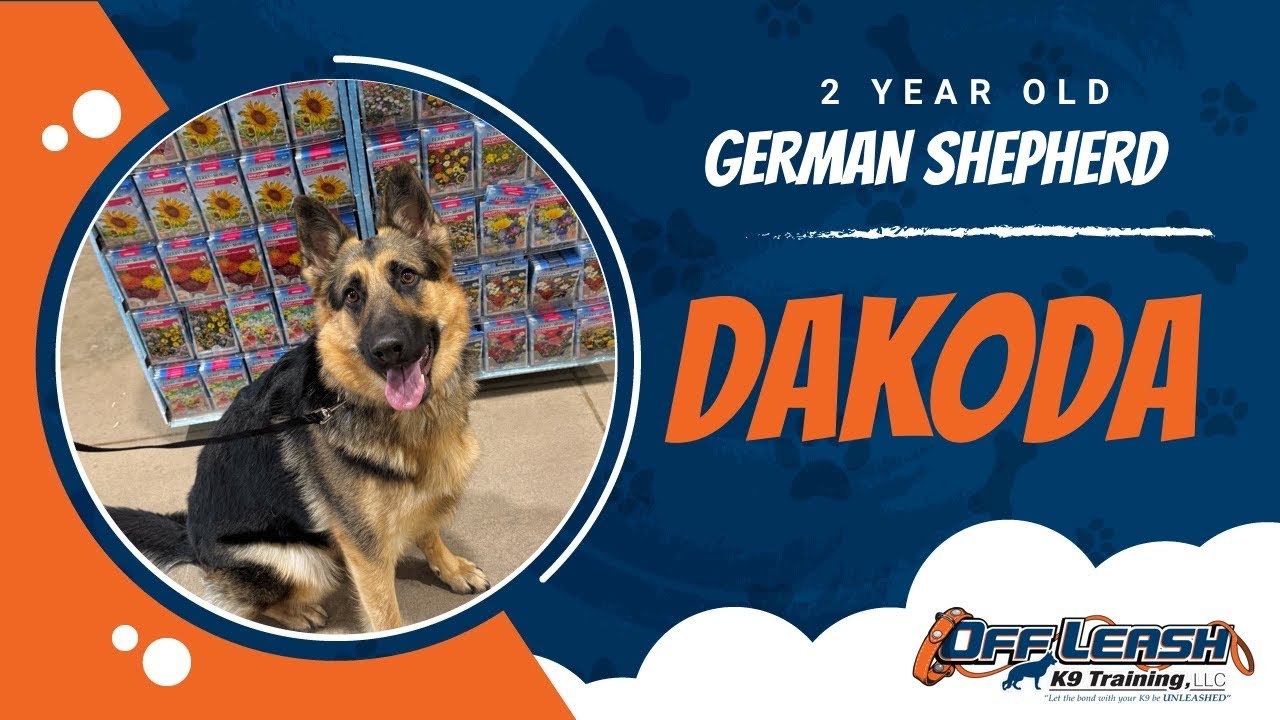 2 Year Old German Shepherd | Best Dog Trainer Wichita | Off Leash K9 | Board and Train | Wichita, KS